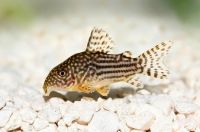 Лот: 16387058. Фото: 2. Коридорас Штерба (Corydoras sterbai... Аквариумистика