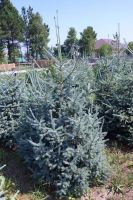 Лот: 11786203. Фото: 2. Ель сибирская голубая форма (Picea... Семена, рассада, садовые растения