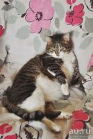 Лот: 8754827. Фото: 2. Котик Джельсомино, 2 года. Животные и уход