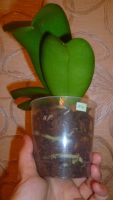 Лот: 6226349. Фото: 3. орхидея фаленопсис миди(М4). Растения и животные