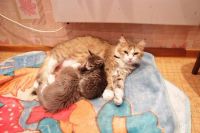 Лот: 2404689. Фото: 2. Котенок миленький. Животные и уход