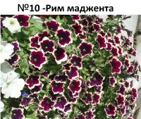 Лот: 17171911. Фото: 9. Вегетативная петуния. Укорененные...