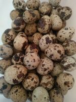 Лот: 14480567. Фото: 3. Яйцо перепелинное. Крупное. Наисвежайшее... Красноярск