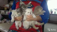 Лот: 7440342. Фото: 2. котята от вислоухой шотландской... Животные и уход