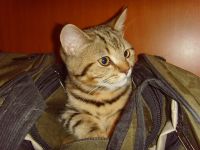 Лот: 3868663. Фото: 4. Британские котята (мальчик с документами... Красноярск