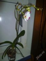 Лот: 2269098. Фото: 2. орхидея фаленопсис (7) цветёт. Комнатные растения и уход