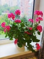 Лот: 13759260. Фото: 3. Пеларгония межвидовая Calliope... Растения и животные