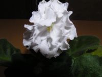 Лот: 4041816. Фото: 2. Фиалка "Белая лилия". Комнатные растения и уход