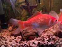 Лот: 2018694. Фото: 2. Золотые рыбки.Комета-2шт-за 500р... Аквариумистика