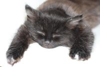 Лот: 4679492. Фото: 2. Пушистый котенок (кошечка). Животные и уход