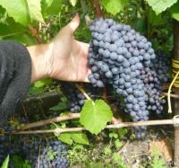 Лот: 6931516. Фото: 2. виноград плодоносящий, черный... Семена, рассада, садовые растения