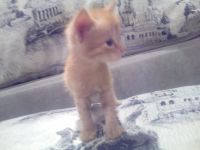 Лот: 12848843. Фото: 2. Котята. Животные и уход