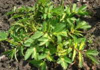 Лот: 16192566. Фото: 2. Лабазник вариегатный. Семена, рассада, садовые растения