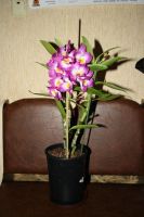 Лот: 6198271. Фото: 4. Орхидея Дендробиум фиолетовая. Красноярск