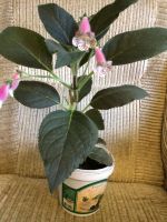 Лот: 9883936. Фото: 4. Колерия Jardin de Monet взрослое... Красноярск