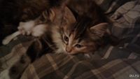 Лот: 8849716. Фото: 7. Котята курильского бобтейла