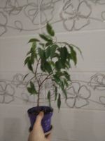 Лот: 25888977. Фото: 5. Фикус Бенджамин