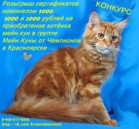Лот: 4878929. Фото: 7. Мейн-кун девочка черный дым/ мейн...