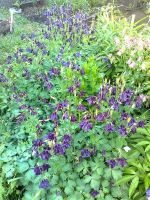 Лот: 2822724. Фото: 2. Аквилегия - водосбор, многолетник... Семена, рассада, садовые растения