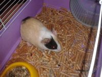 Лот: 2395090. Фото: 2. Морская свинка. Животные и уход