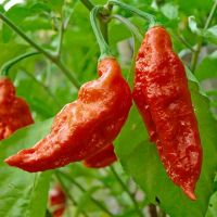 Лот: 5296654. Фото: 2. Экстремально острый перец Bhut... Семена, рассада, садовые растения