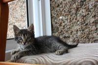 Лот: 2997602. Фото: 2. ОТДАМ КОТЯТ!!!!. Животные и уход