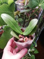 Лот: 17460547. Фото: 3. Орхидея фаленопсис Лиодоро. Растения и животные