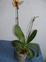 Лот: 1908676. Фото: 2. орхидея фаленопсис, отцветает. Комнатные растения и уход