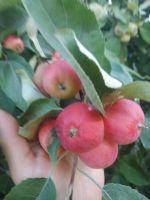 Лот: 8015453. Фото: 2. Ранетка (Полукультурка, мини-яблочки... Продукты