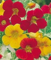 Лот: 12955347. Фото: 2. Семена настурции низкорослой... Семена, рассада, садовые растения