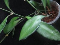 Лот: 13591904. Фото: 4. Хойя Hoya David cummings. Красноярск