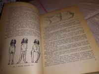 Лот: 17282868. Фото: 12. ок (01..01) Шерешевский Э., Арманд...