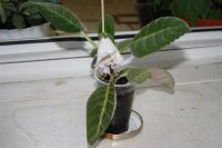 Лот: 2889187. Фото: 2. Глоксиния 32 (цветущее растение... Комнатные растения и уход