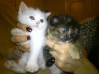 Лот: 3354795. Фото: 7. Котята в хорошие руки
