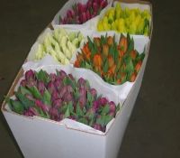 Лот: 9125086. Фото: 8. ТЮЛьПАНЫ. ОПТ, розница 8 Марта...