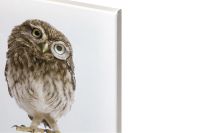 Лот: 23949948. Фото: 3. Канвас Hoff Idea. Коллекционирование, моделизм