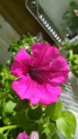 Лот: 11382659. Фото: 6. Petunia pendula Merlot. Вегетативная...