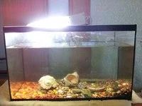 Лот: 3021974. Фото: 2. аквариум 36л. Аквариумистика