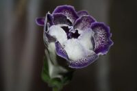 Лот: 5282203. Фото: 5. Глоксиния (тигрина синяя) цветет