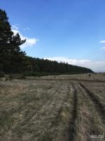 Лот: 13485819. Фото: 5. Участок в сосновом бору
