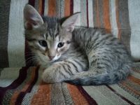 Лот: 1839874. Фото: 7. Котик, котенок от степной кошки...