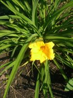 Лот: 9080626. Фото: 5. Лилейник 3 бордюрный Hemerocallis...