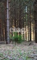 Лот: 25295123. Фото: 11. участок , СНТ Рось СНТ Рось, 57...