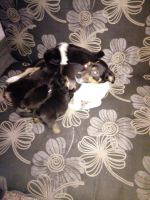 Лот: 10705328. Фото: 5. Щенки от маленькой собаки.