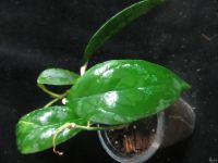Лот: 13558270. Фото: 2. Хойя Hoya sp. (UT-038)From Flores... Комнатные растения и уход