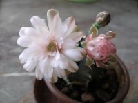 Лот: 9703864. Фото: 3. Кактус Gymnocalycium friedrichii... Растения и животные