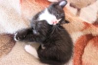 Лот: 5983852. Фото: 3. Котята Донского сфинкса. Растения и животные