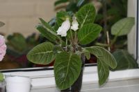 Лот: 2977318. Фото: 3. Глоксиния 46 (цветет). Растения и животные