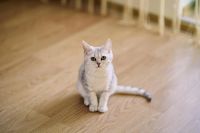 Лот: 11100354. Фото: 4. Продам британского котенка - котик... Красноярск