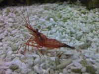 Лот: 7131075. Фото: 2. креветка вундермани. Аквариумистика